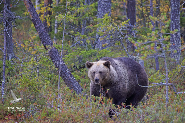 Braunbaer Ursus arctos brown bear 0058