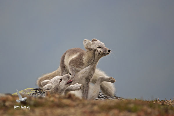 Polarfuchs,Eisfuchs,Arctic Foxes,Alopex lagopus,Vulpex lagopus 0099