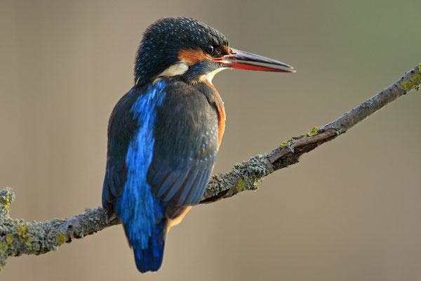Eisvogel,Alcedo atthis,River King fisher 0037