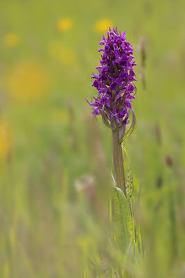 Breitblaettriges Knabenkraut,Dactylorhiza majalis 0003