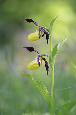 Gelber Frauenschuh,Cypripedium calceolus,yellow lady s slipper orchid 0003