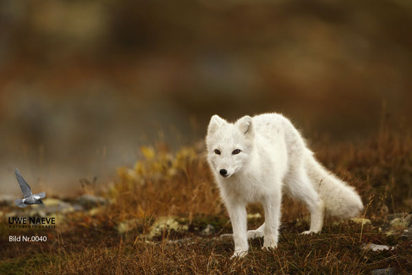 Polarfuchs,Eisfuchs,Arctic Foxes,Alopex lagopus,Vulpex lagopus 0040