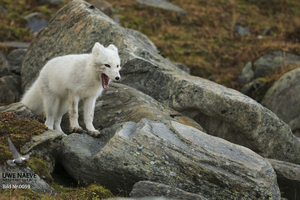 Polarfuchs,Eisfuchs,Arctic Foxes,Alopex lagopus,Vulpex lagopus 0059