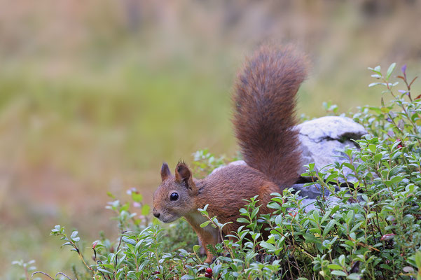 Eichhoernchen,Sciurus vulgaris,Red Squirrel 0043