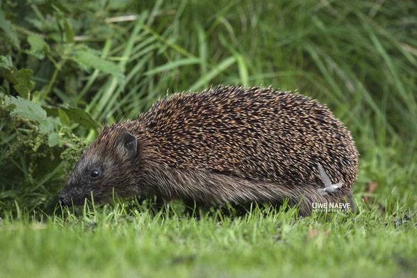 Europaeischer Igel,European Hedgehog,Erinaceus europeas 0006
