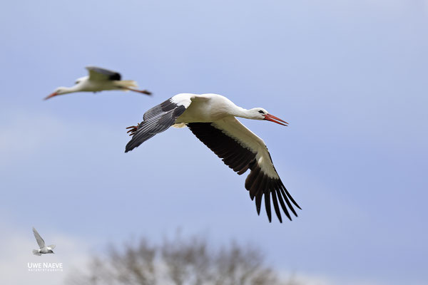 Weissstorch,Weisstorch,White Stork,Ciconia ciconia 0146