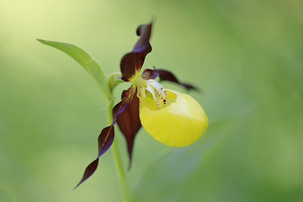 Gelber Frauenschuh,Cypripedium calceolus,yellow lady s slipper orchid 0005