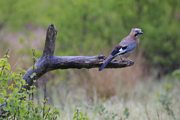 Eichelhaeher,Jay,Garrlus glandarius 0034