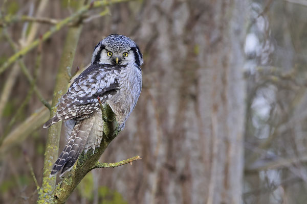 Sperbereule Surnia ulula Hawk 0008