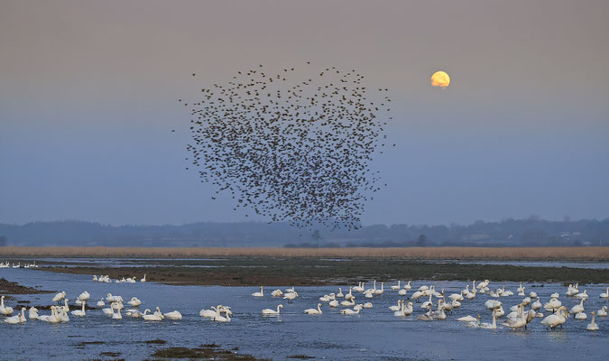Zwergschwan,Cygnus bewickii,Bewicks Swan 0180