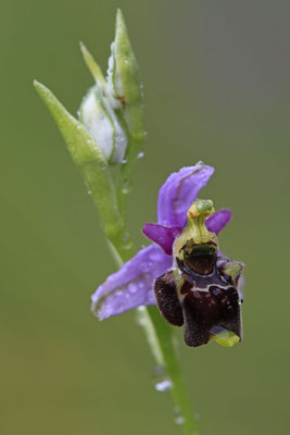 Durance-Hummel-Ragwurz Ophrys druentica 0003