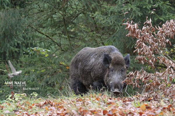 Wildschweinkeiler,Wild Boar tusker,Sus scrofa 0077