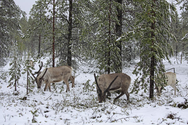 Ren Rentier Rangifer tarandus Reindeer 0065