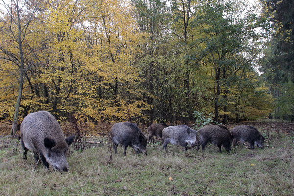 Wildschwein,Wild Boar,Sus scrofa 0094