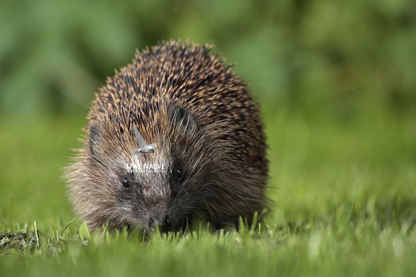 Europaeischer Igel,European Hedgehog,Erinaceus europeas 0002