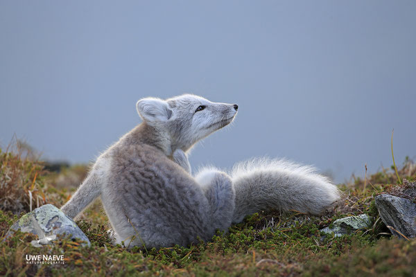 Polarfuchs,Eisfuchs,Arctic Foxes,Alopex lagopus,Vulpex lagopus 0069