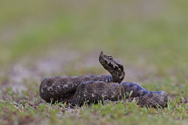 Hornviper,Hornnatter,Vipera ammodytes,Sand Viper 0002