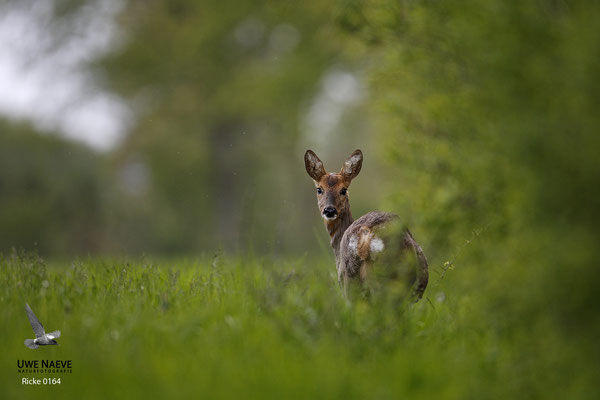 Reh,Ricke,Roe Deer doe,Capreolus capreolus 0164