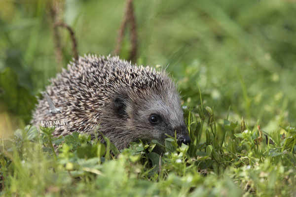 Europaeischer Igel,European Hedgehog,Erinaceus europeas 0010