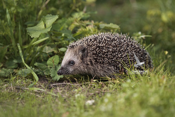 Europaeischer Igel,European Hedgehog,Erinaceus europeas 0009