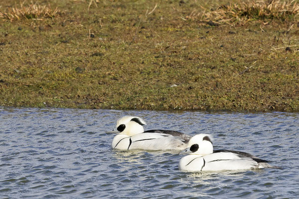 Zwergsäger, Mergellus albellus,smew 0003