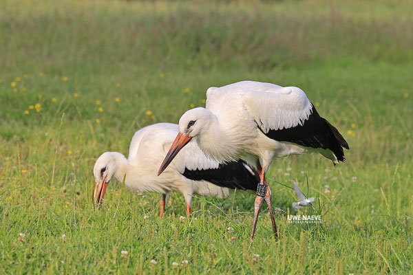 Weissstorch,Weisstorch,White Stork,Ciconia ciconia 0138