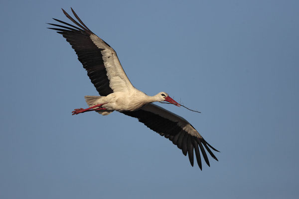 Weissstorch,White Stork,Ciconia ciconia 0022
