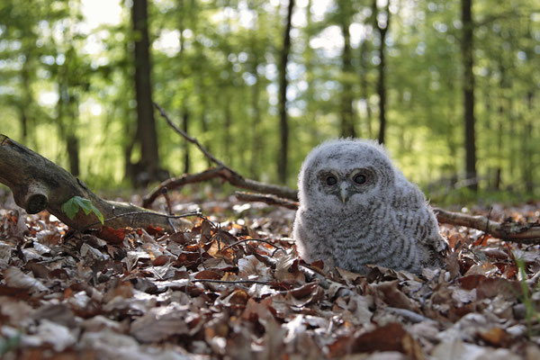 Waldkauz,Strix aluco,Tawny Owl 0008