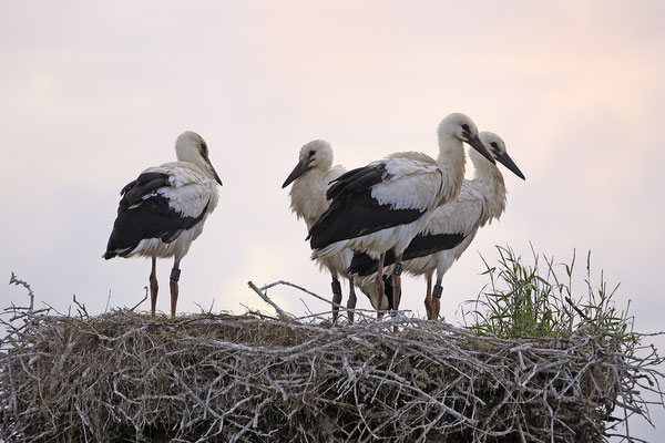 Weissstorch,White Stork,Ciconia ciconia 0101