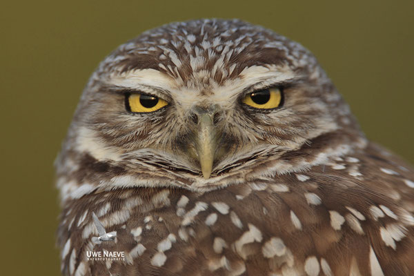 Kaninchenkauz, Burrowing Owl,Speotyto cuniculuria 0025