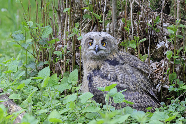 Uhu,Bubo bubo,Eagle Owl 0071