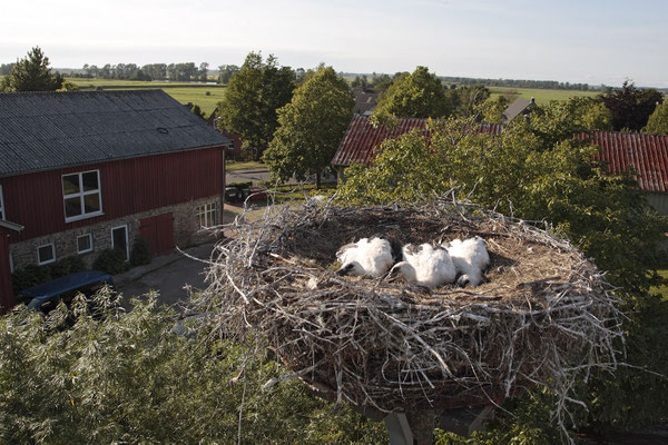 Weissstoerche,White Stork,Ciconia ciconia 0059