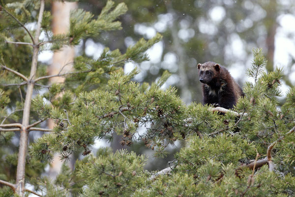 Vielfrass Baerenmarder Jaerv Wolverine Gulo gulo 0001