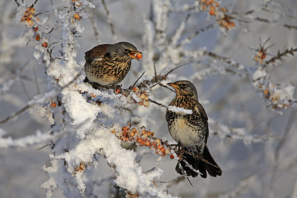 Wacholderdrossel,Turdus pilaris,Fieldfare 0014