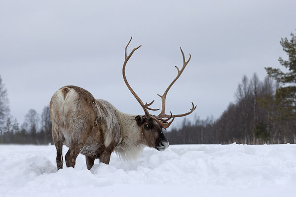 Ren Rentier Rangifer tarandus Reindeer 0150