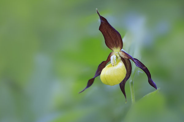 Gelber Frauenschuh,Cypripedium calceolus,yellow lady s slipper orchid 0006