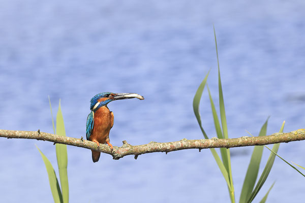 Eisvogel,Alcedo atthis,River King fisher 0061