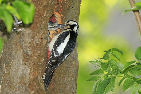 Buntspecht,Great Spotted Woodpecker,Dendrocopos mayor 0056