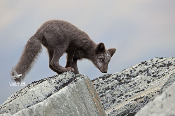Polarfuchs,Eisfuchs,Arctic Foxes,Alopex lagopus,Vulpex lagopus 0087