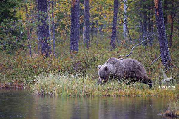 Braunbaer Ursus arctos brown bear 0055