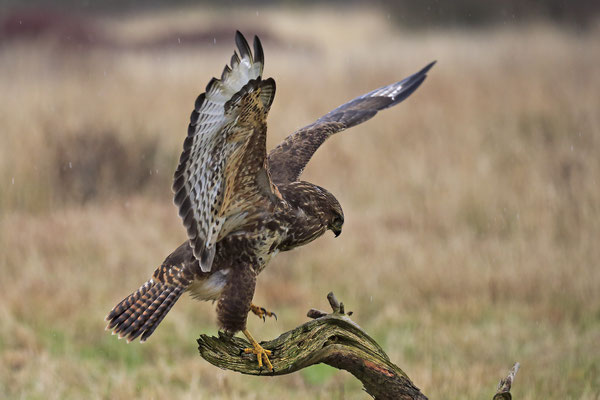 Mäusebussard,Buteo buteo,Common Buzzard0104