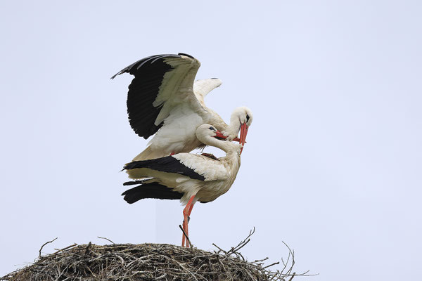 Weissstorch,White Stork,Ciconia ciconia 0151