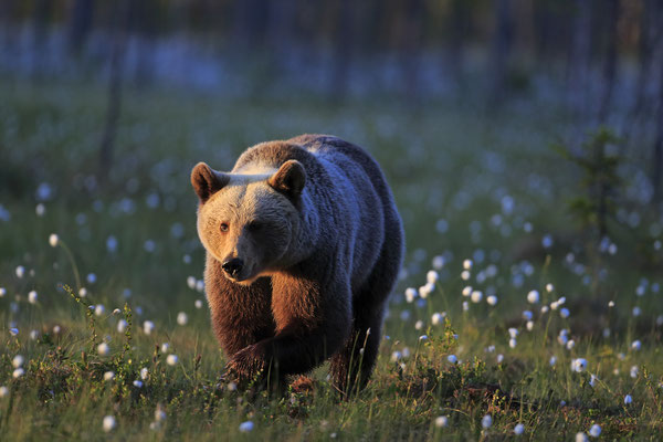 Braunbaer Ursus arctos brown bear 0009