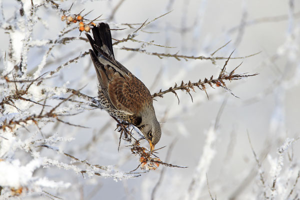 Wacholderdrossel,Turdus pilaris,Fieldfare 0019