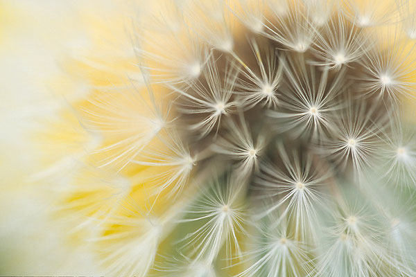 Loewenzahn,Dandelion,Taraxum officinale 0298