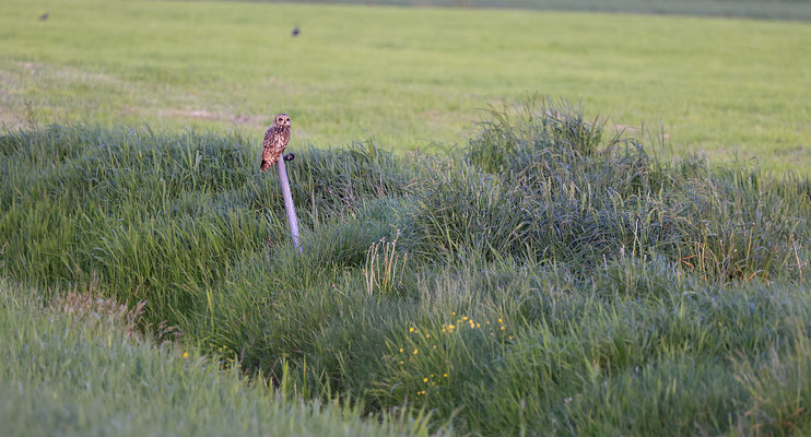 Sumpfohreule,Asio flammeus,Short eared Owl 0049