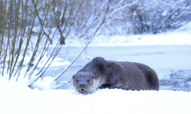 Fischotter,Otter,Lutra lutra 0134