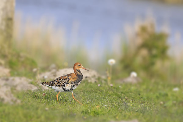 Kampflaeufer,Philomachus pugnax,Ruff,0019