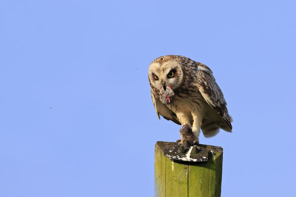 Sumpfohreule,Asio flammeus,Short eared Owl 0004