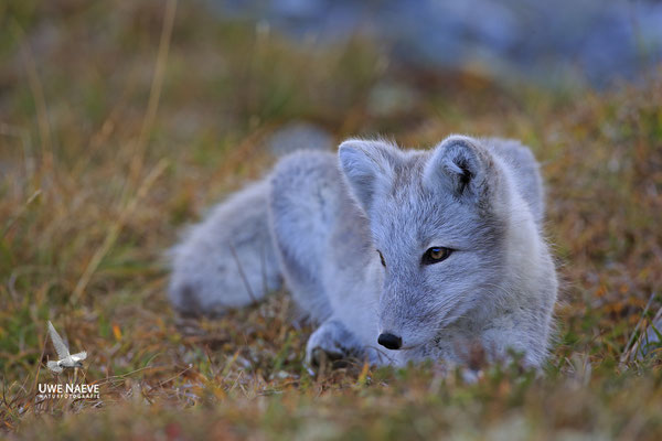 Polarfuchs,Eisfuchs,Arctic Foxes,Alopex lagopus,Vulpex lagopus 0080